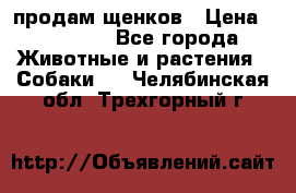 продам щенков › Цена ­ 15 000 - Все города Животные и растения » Собаки   . Челябинская обл.,Трехгорный г.